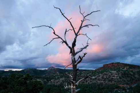 Cathedral Rock Trail