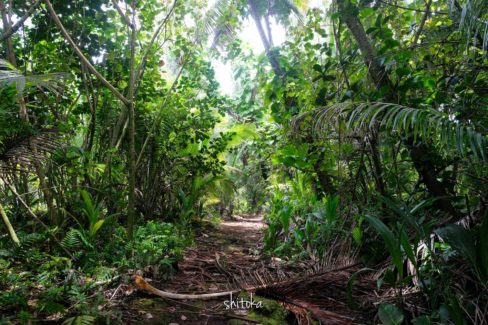 The Puna Trail