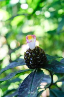 Tropical Botanical Garden