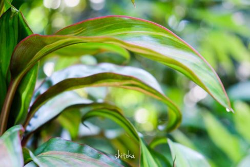 Tropical Botanical Garden