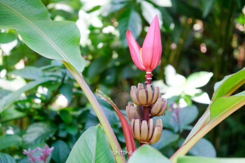 Tropical Botanical Garden