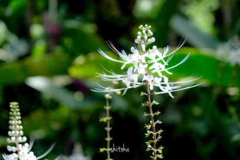 Tropical Botanical Garden