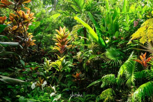 Tropical Botanical Garden