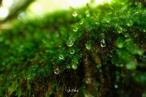白谷雲水峡の苔と雫