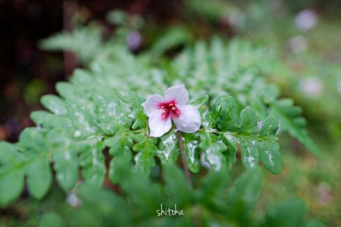 アブラギリの花