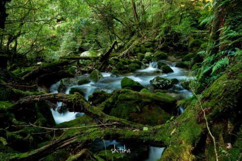白谷雲水峡の清流