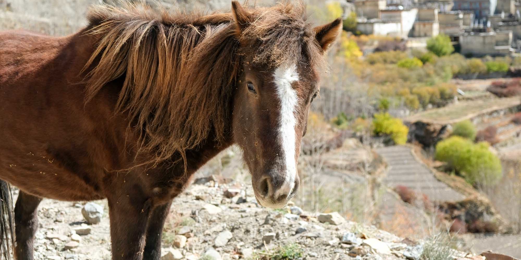 アンナプルナサーキット アンナプルナサーキット