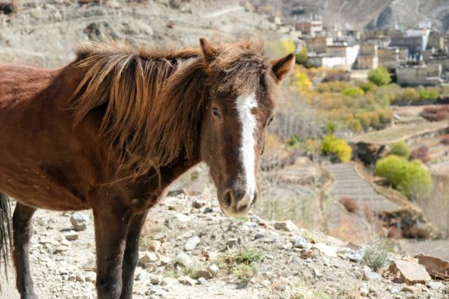 アンナプルナサーキット