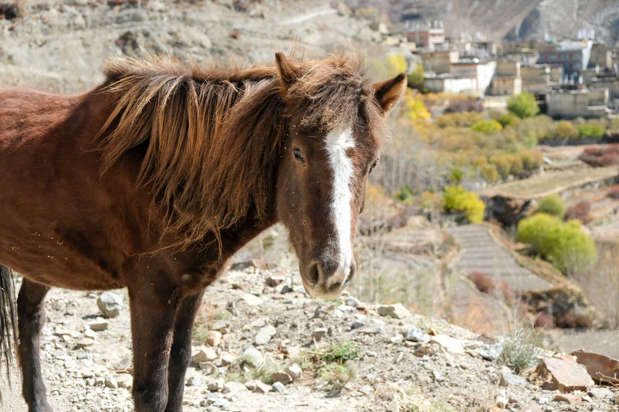 アンナプルナサーキット