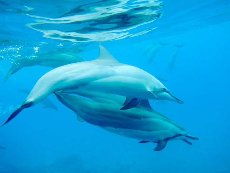 Big Island of Hawaii