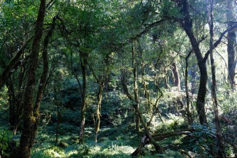 Pittam Deurali to Forest Camp