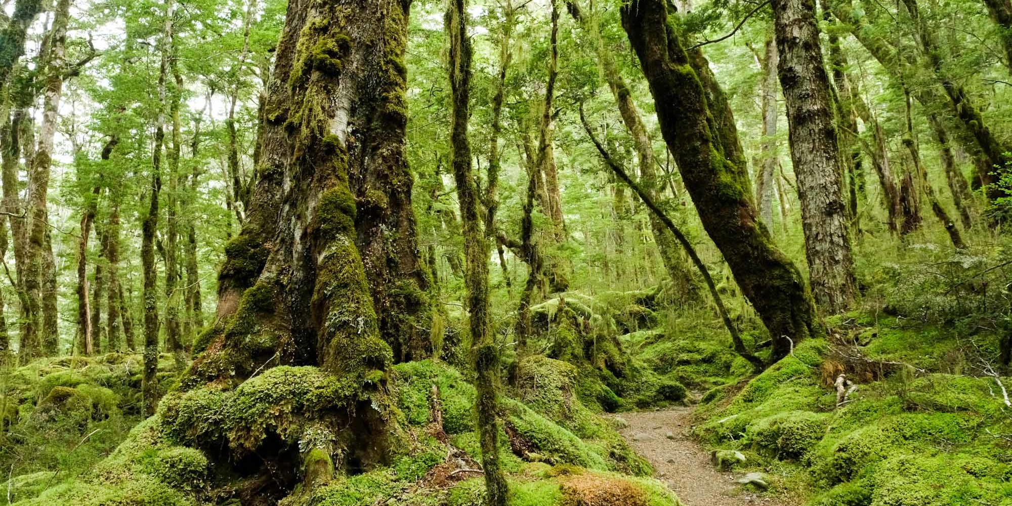 Kepler Track