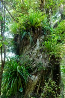 Abel Tasman Coast Track