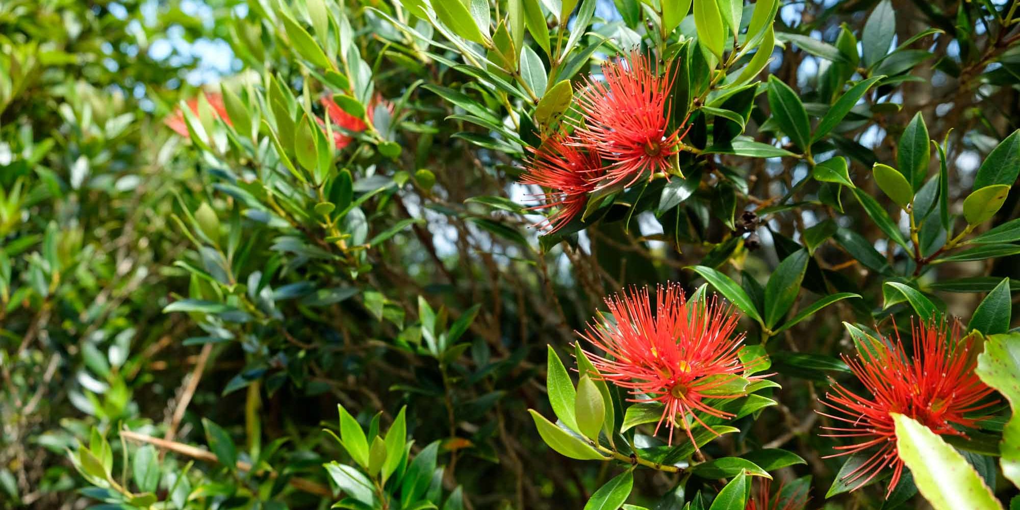 Heaphy Track