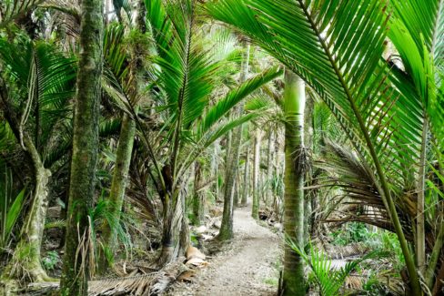 Heaphy Track
