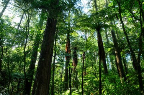 Whakarewarewa Circuit