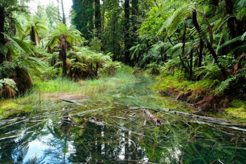 Whakarewarewa Circuit