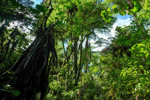 Whakarewarewa Circuit