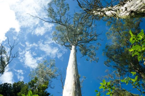 Whakarewarewa Circuit