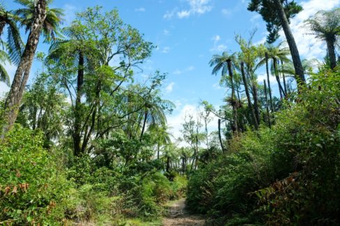Whakarewarewa Circuit
