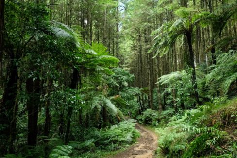 Whakarewarewa Circuit