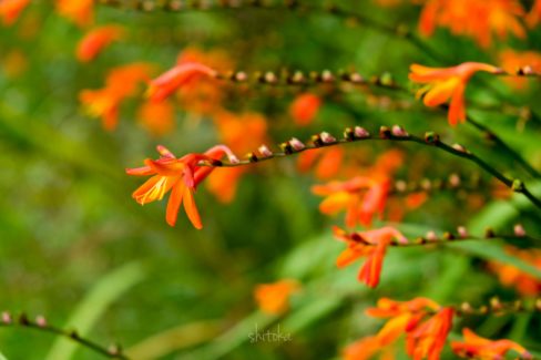 Whakarewarewa Circuit