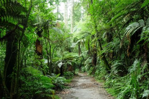 Whakarewarewa Circuit