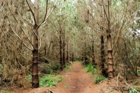 Whakarewarewa Circuit