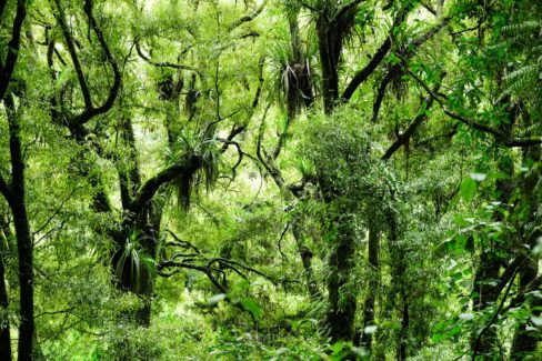 Whakarewarewa Circuit