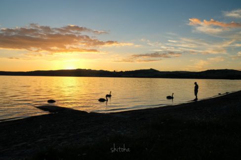 Taupo