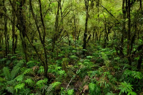 Milford track