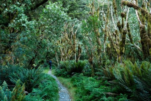 Milford track
